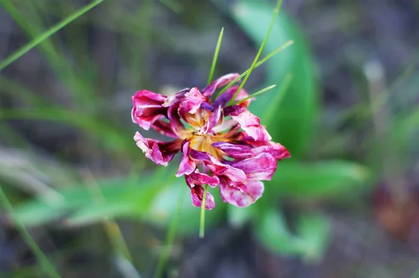 Eine schöne junge Iris, die im Frühling draußen wächst, indem sie — Stockfoto