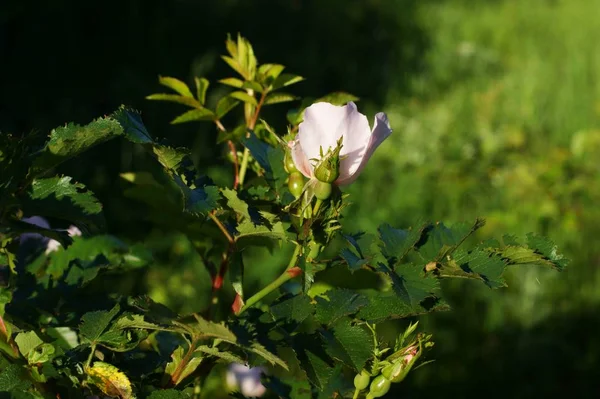 Imagen rosa salvaje en los arbustos en el jardín — Foto de Stock