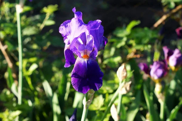 Flores de íris no jardim, íris barbudo flor maravilhosa — Fotografia de Stock