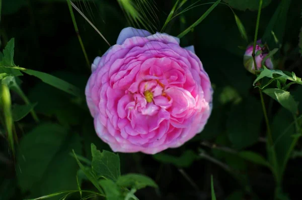 Picture wild rose on bushes in the garden