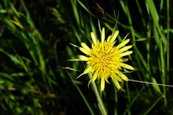 Gelbe Blüten in Großaufnahme auf einem Feld in der Natur auf grünem Hintergrund. — Stockfoto