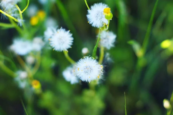 Dandelion seeds in the sunlight blowing away across — Stock Photo, Image