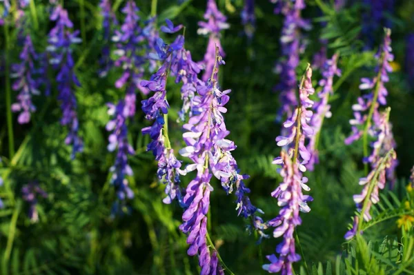 小さな紫色の野生の花または雑草が見つかりました — ストック写真