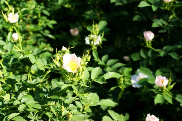 Rosehip flowers summer bush view. Rosehip flowers bush. — Stock Photo, Image