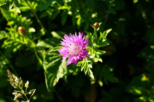 Küçük bir mor kır çiçeği veya yabani bulunan bir yabani — Stok fotoğraf