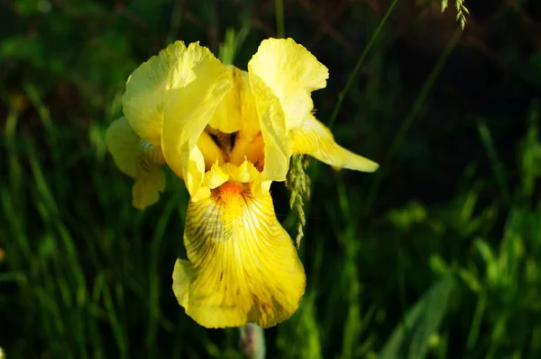 Flores de iris en el jardín, iris barbudos flor maravillosa —  Fotos de Stock