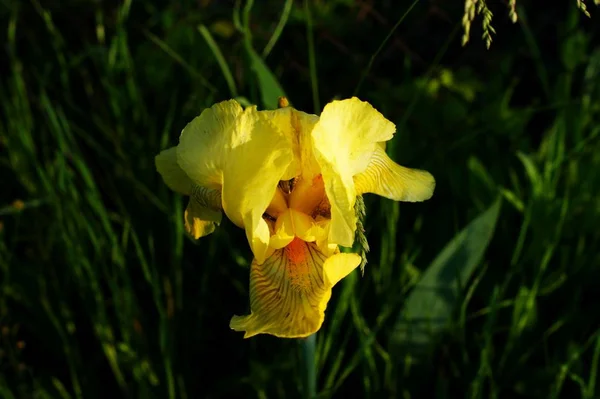 Flowers of iris in the garden, bearded irises wonderful flower — Stock Photo, Image