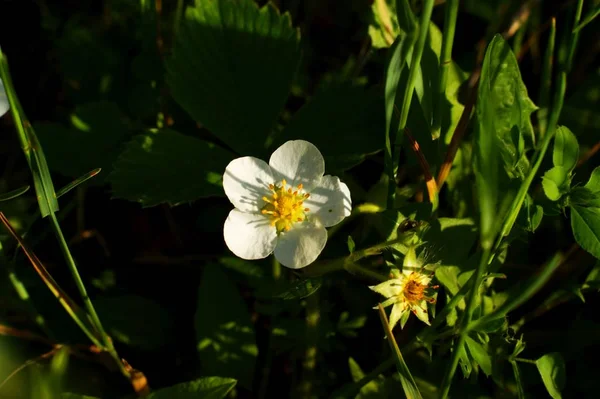 Summer white strawberry flowers. Spring blooming strawberry grows on the bed. — Stock Photo, Image
