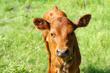 Kırmızı pied genç buzağı boğa bir mera içinde işiyor,.