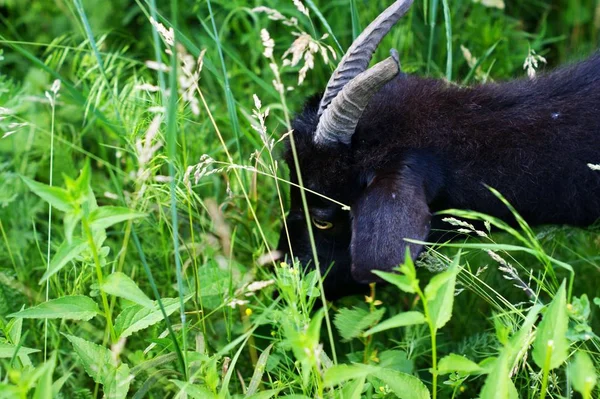 Czarna koza wypasuje się wśród zielonych traw — Zdjęcie stockowe