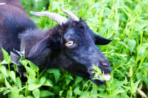 Czarna koza wypasuje się wśród zielonych traw — Zdjęcie stockowe