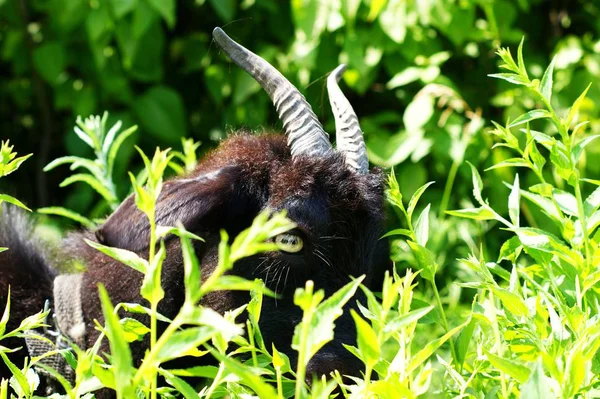 黑山羊在绿草丛中掠过 — 图库照片