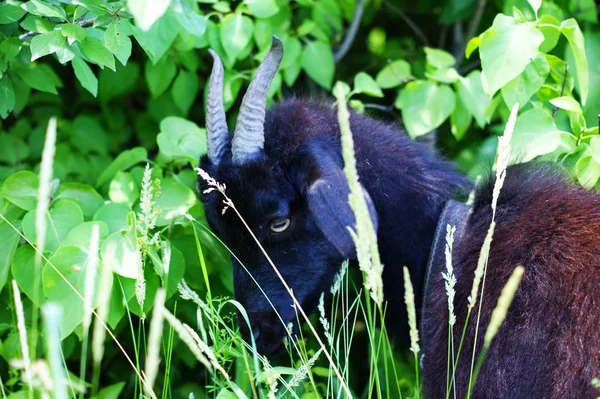 The black goat grazes among the green grasses