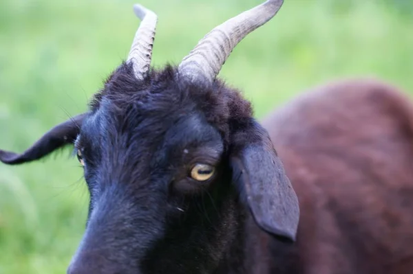 黑山羊夏季草甸-选择性焦点 — 图库照片