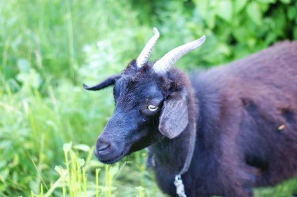 Dark goat on summer meadow - selective focus — Stock Photo, Image