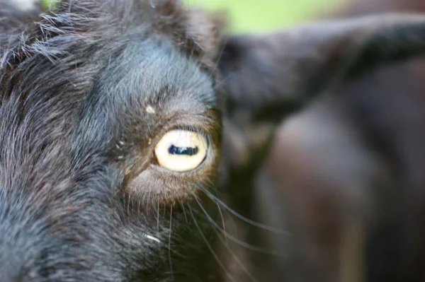 Duże oko czarnej kozy w letniej łące — Zdjęcie stockowe