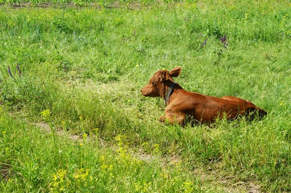 Czerwony Pied młody Byk cielę jest sikanie, oddawanie moczu na pastwiskach. — Zdjęcie stockowe
