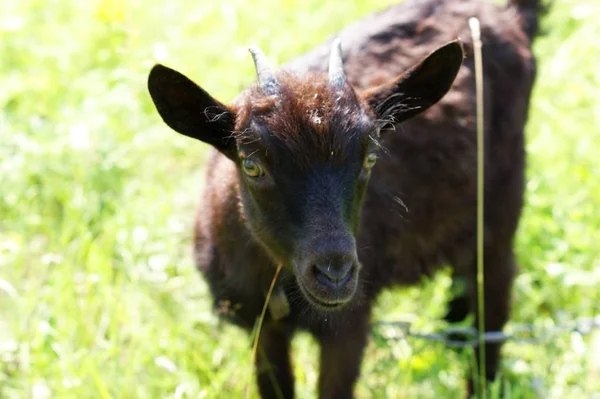 Ciemny koza na lato łąka - selektywne focus — Zdjęcie stockowe