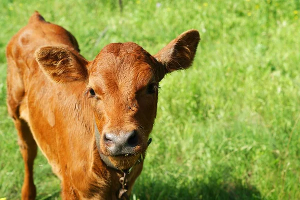 Red Pied unga kalv tjur är kissar, urinera i en betesmark. — Stockfoto