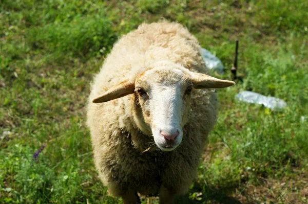 在绿草上的草地上放羊 — 图库照片