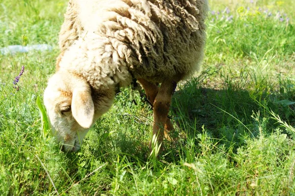 Овцы на лугу на зеленой траве — стоковое фото