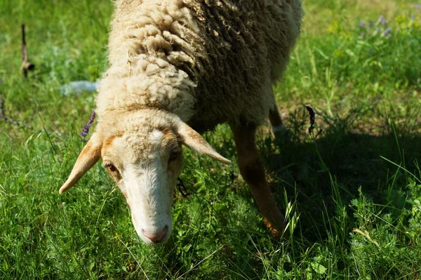在绿草上的草地上放羊 — 图库照片