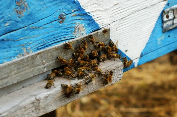 Bees at old hive entrance. Bees are returning from honey collection