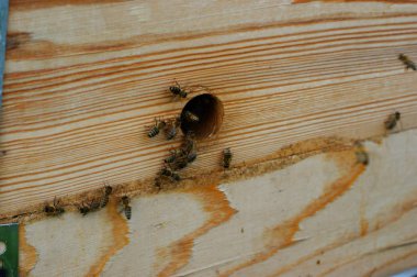 Eski kovan girişindearılar. Arılar bal koleksiyonundan dönüyor