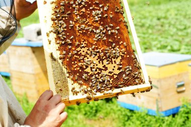 Arı ve bal dolu petek tutan arıcı