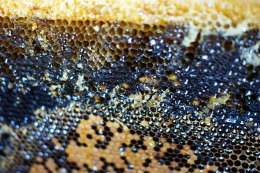 Ballı bal petekleri. Doğal arka plan. Nektar Apiculture