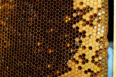 Ballı bal petekleri. Doğal arka plan. Nektar Apiculture