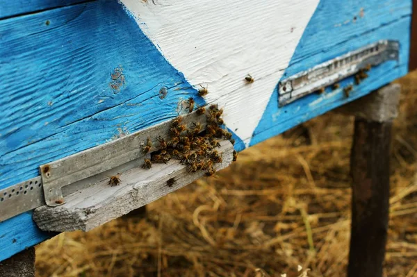 Bees at old hive entrance. Bees are returning from honey collection