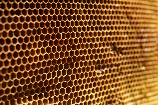Textura de miel dorada natural agradable sin miel —  Fotos de Stock