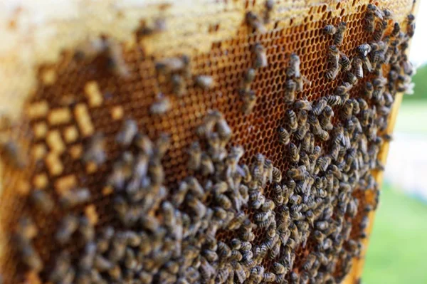 Zblízka pohled pracovní včel na honeycells. — Stock fotografie