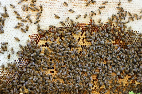 Vista ravvicinata delle api lavoratrici sulle celle di miele . — Foto Stock