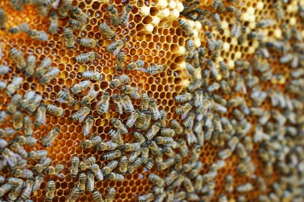 Vista de perto das abelhas em funcionamento nas células de mel . — Fotografia de Stock