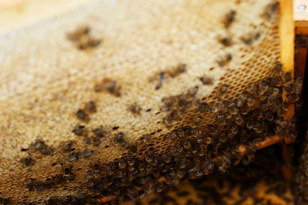 Fotografia do interior de uma colmeia de mel contendo madeira tradicional — Fotografia de Stock