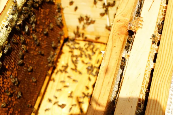 Photograph of the inside of a Honey hive containing traditional wooden — Stock Photo, Image