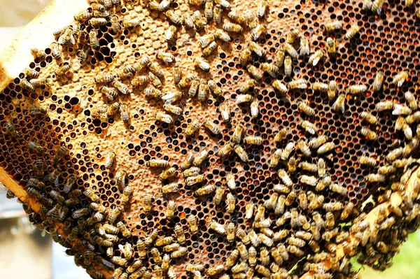Vista ravvicinata delle api lavoratrici sulle celle di miele . — Foto Stock