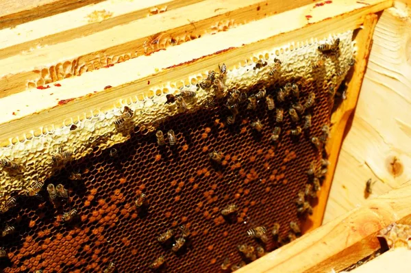 Fotografia do interior de uma colmeia de mel contendo madeira tradicional — Fotografia de Stock