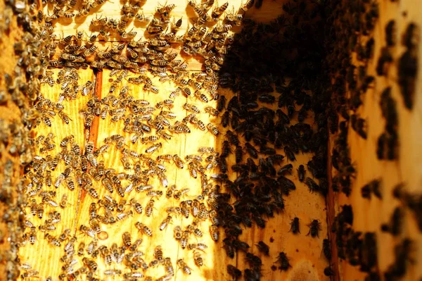 Photograph of the inside of a Honey hive containing traditional wooden — Stock Photo, Image