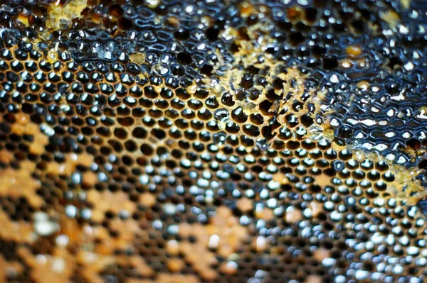 蜂蜜的蜂窝。自然背景。花蜜养蜂 — 图库照片