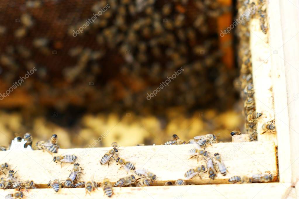 Photograph of the inside of a Honey hive containing traditional wooden