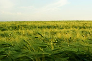 Batan güneşin altında buğday tarlası. Günbatımı