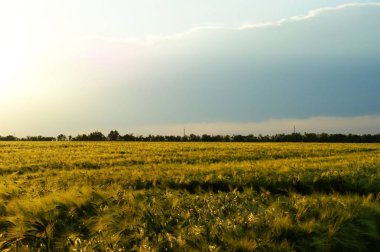Yeşil buğday tarlası yaz aylarında yağmurdan önce yeşil