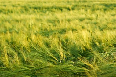 Buğday sapları ve mısır kulakları yakın çekim.
