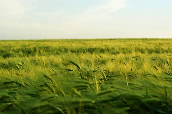 Batan güneşin altında buğday tarlası. Günbatımı