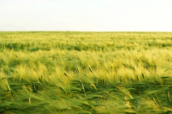 Pšeničné pole pod zapadajícího slunce. Západ slunce — Stock fotografie