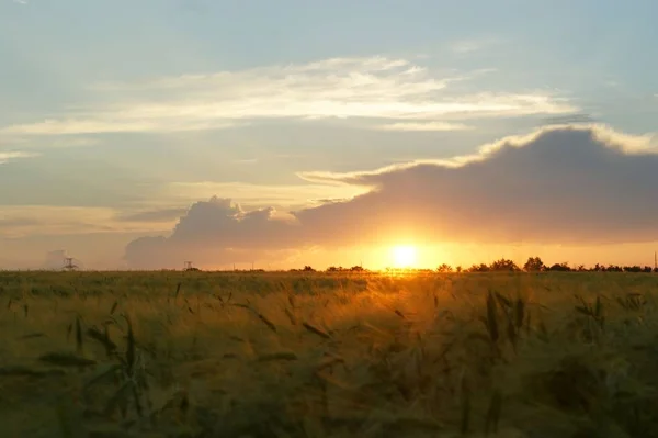 Champ de blé au coucher du soleil. Près d'un grand nuage . — Photo