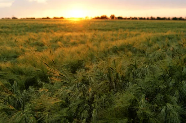 Wheat field at sunset background. Near a large cloud. — Stock Photo, Image